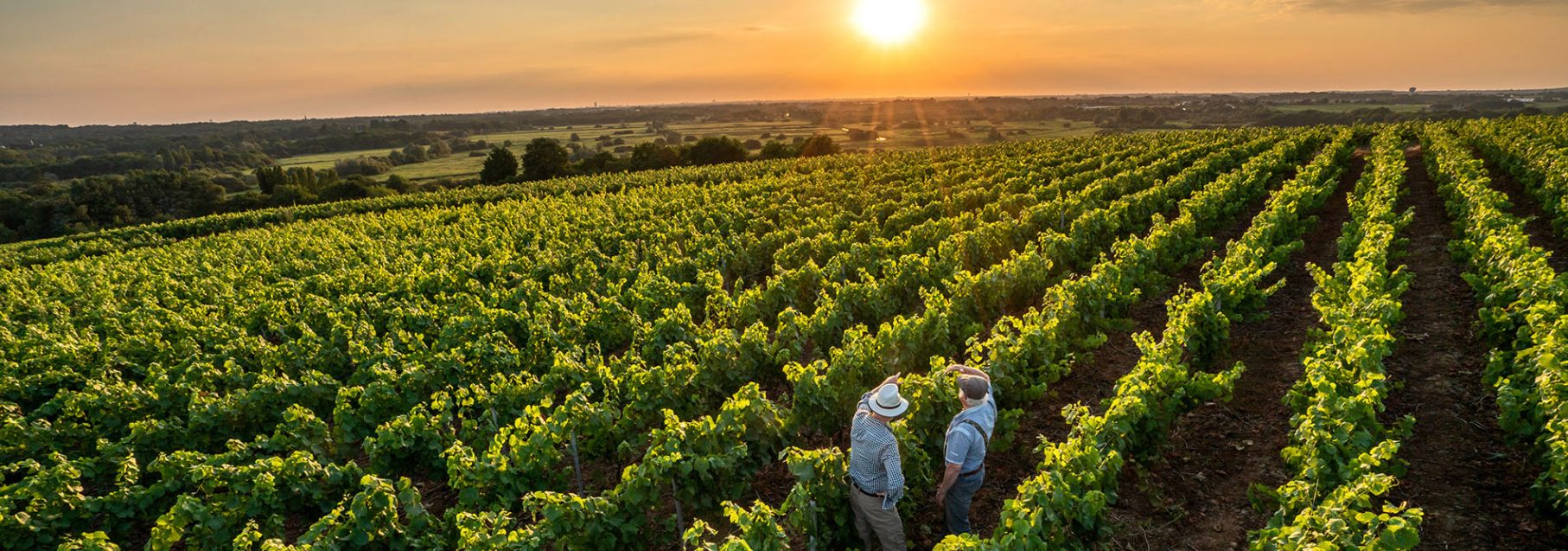 Top view. Two Long Island New York winegrowers in their vines at sunset